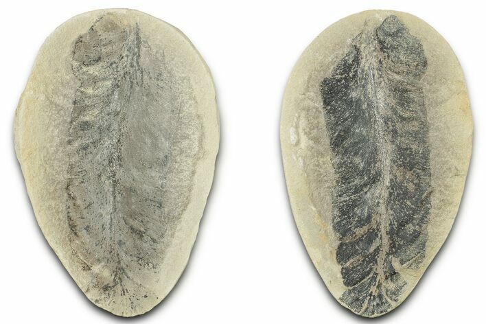 Macroneuropteris Fern Fossil Pos/Neg - Mazon Creek #325868